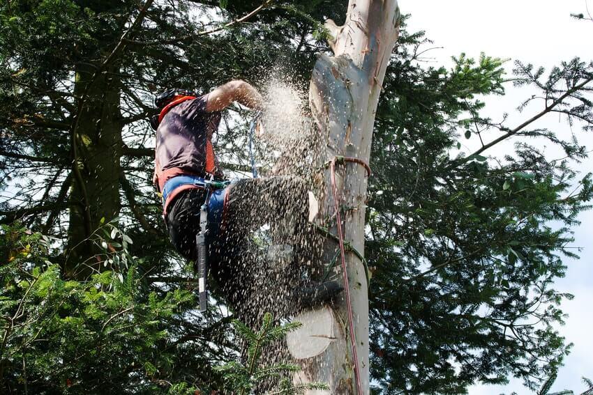 Tree Surgeons Worcester Park KT4